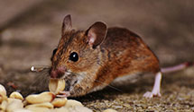 24 Hour & Emergency Exterminators in Falmouth, PA